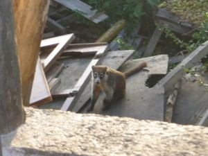 A coati, (though not Hannah's picture yet)