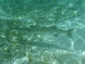 February 5: Finally, a better picture of a barracuda.