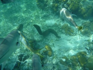 February 5: The moray eel checking us out.